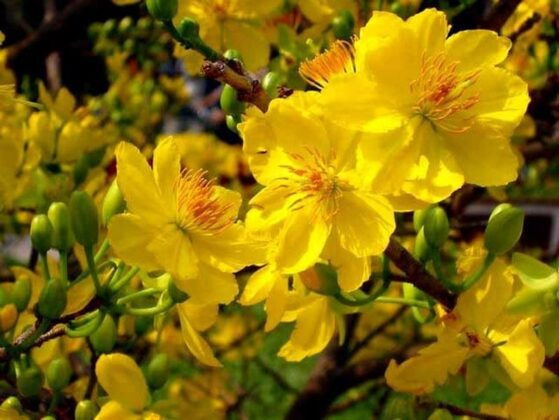 Hoa mai: Lo&agrave;i hoa n&agrave;y thường được người miền nam mua về trong ng&agrave;y tết. Từ l&acirc;u, người xưa xếp hoa mai v&agrave;o loại hoa qu&yacute; nhất trong c&aacute;c lo&agrave;i hoa. Hoa mai c&oacute; 5 c&aacute;nh kết th&agrave;nh v&ograve;ng tr&ograve;n tượng trưng cho Ngũ ph&uacute;c thần, mang lại sự may mắn thịnh vượng, v&igrave; thế dịp Tết, gia đ&igrave;nh n&agrave;o cũng muốn c&oacute; c&acirc;y mai trong nh&agrave; để cầu may mắn hạnh ph&uacute;c cho một năm mới. Xu&acirc;n về Tết đến, mai lu&ocirc;n nở hoa ch&agrave;o đ&oacute;n m&ugrave;a xu&acirc;n.