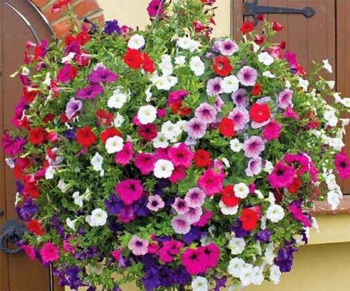 Hoa dạ yến thảo: H&igrave;nh ảnh hoa dạ yến thảo thể hiện những lời nhắn nhủ đầy y&ecirc;u thương. Đồng thời, c&acirc;y dạ yến thảo c&ograve;n tượng trưng cho t&igrave;nh y&ecirc;u nhẹ nh&agrave;ng nhưng lại c&oacute; sức sống m&atilde;nh liệt lu&ocirc;n tiến về tương lai ph&iacute;a trước. L&agrave; biểu tượng cho sự cảm th&ocirc;ng v&agrave; sẻ chia.