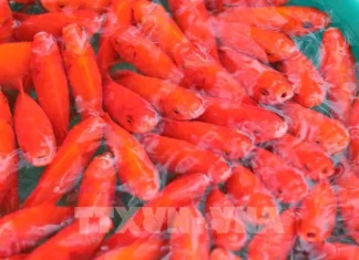 Ý nghĩa ông Công ông Táo: Tục lệ Tết Nguyên đán quan trọng của người Việt Ý nghĩa ông Công ông Táo: Tục lệ Tết Nguyên đán quan trọng của người Việt
