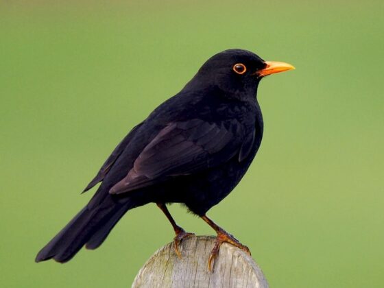 Quốc điểu Thụy Điển: Ho&eacute;t đen (Turdus merula).