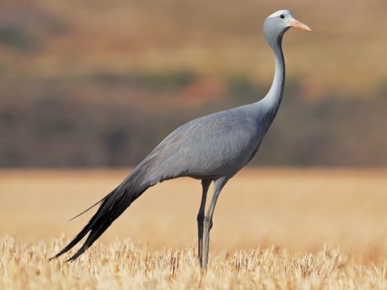 Quốc điểu Nam Phi: Hạc xanh (Anthropoides paradisia).