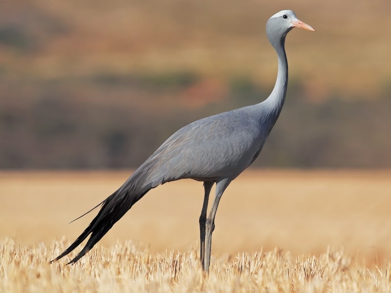 Quốc điểu Nam Phi: Hạc xanh (Anthropoides paradisia).