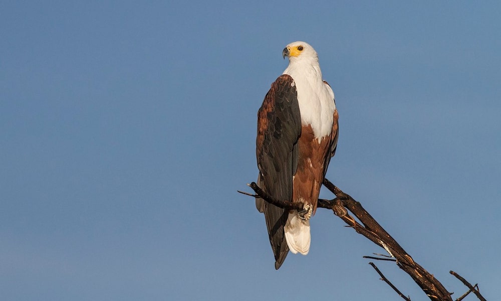 Quốc điểu Zimbabwe: Đại bàng cá châu Phi (Haliaeetus vocifer).