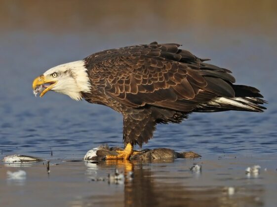 Quốc điểu Mỹ: Đại b&agrave;ng đầu trắng (Haliaeetus leucocephalus).
