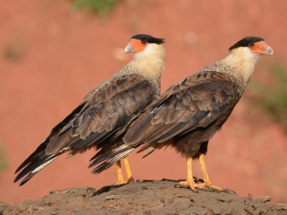 Quốc điểu Mexico: Cắt Caracara c&oacute; m&agrave;o (Caracara plancus).