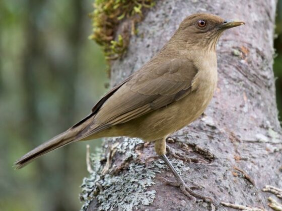 Quốc điểu Costa Rica: Ho&eacute;t m&agrave;u đất s&eacute;t (Turdus grayi).