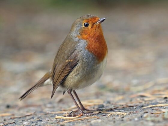 Quốc điểu Li&ecirc;n hiệp Anh: Oanh ch&acirc;u &Acirc;u (Erithacus rubecula).