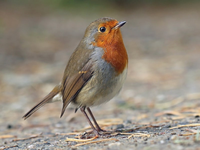 Quốc điểu Liên hiệp Anh: Oanh châu Âu (Erithacus rubecula).