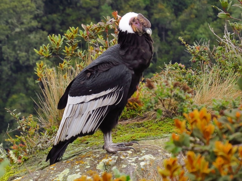 Quốc điểu Colombia: Kền kền Andes (Vultur gryphus).