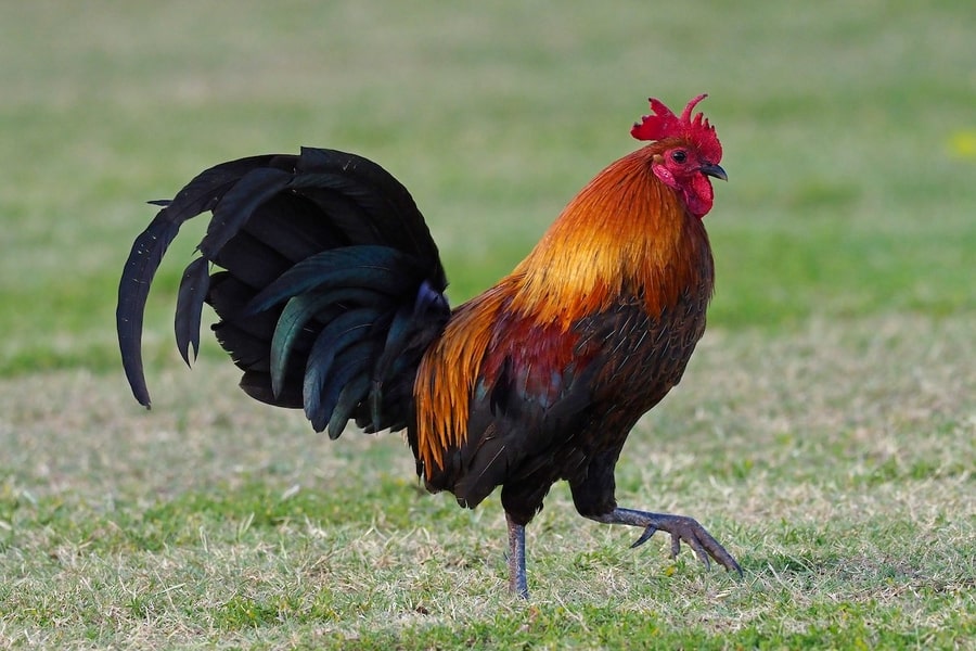 Quốc điểu Pháp: Gà (Gallus gallus).