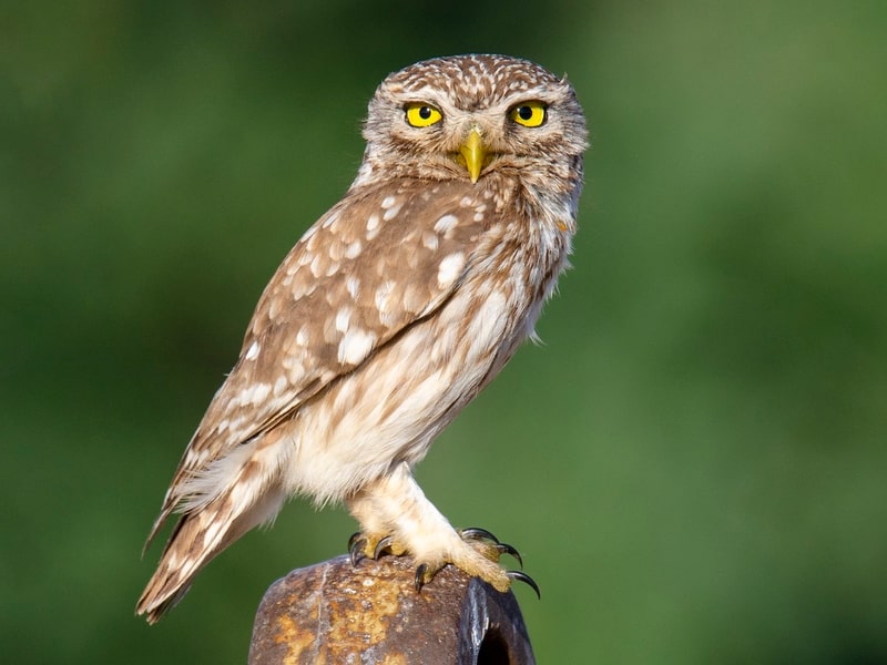Quốc điểu Hy Lạp: Cú nhỏ (Athene noctua).