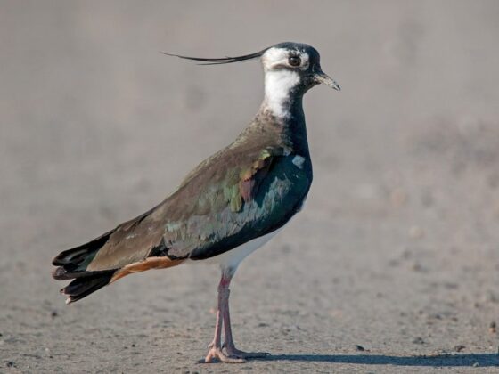 Quốc điểu Ireland: Te m&agrave;o (Vanellus vanellus).