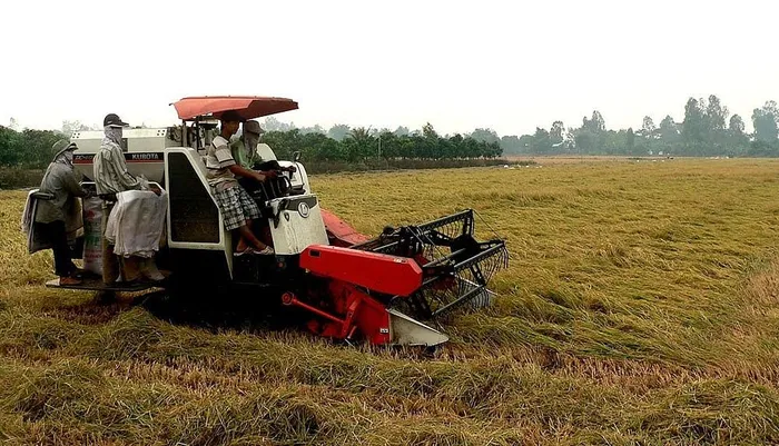 Diện mạo nông nghiệp Hậu Giang đã nhiều đổi thay, thu hoạch lúa bằng máy gặt đập.