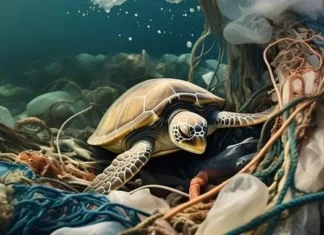 Bài mẫu viết thư UPU lần 54 ngắn gọn 'Tưởng tượng bạn là đại dương'