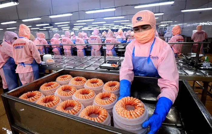 Đóng gói mặt hàng tôm xuất khẩu tại Hậu Giang. 