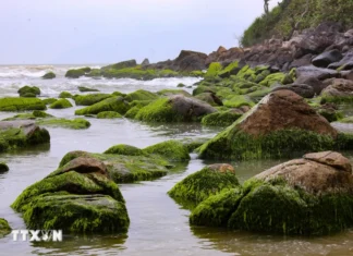Mùa rêu xanh trên ghềnh đá Nam Ô tại thành phố Đà Nẵng