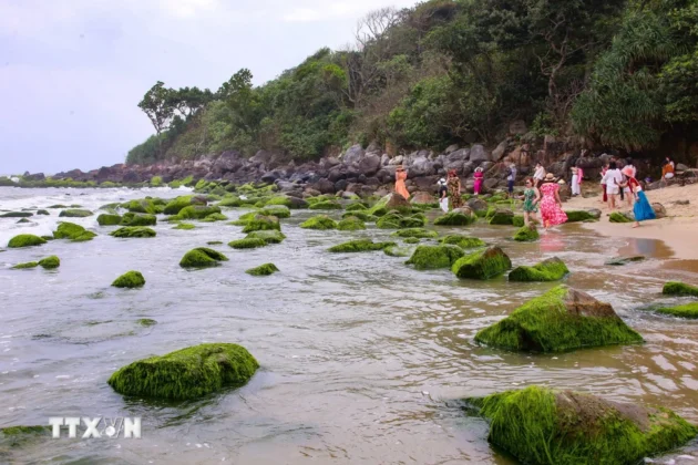M&ugrave;a r&ecirc;u xanh Nam &Ocirc; thu h&uacute;t đ&ocirc;ng du kh&aacute;ch đến tham quan, chụp ảnh.