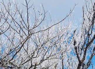 Băng giá xuất hiện giữa tháng 3 ở đỉnh núi Tà Xùa Băng giá xuất hiện giữa tháng 3 ở đỉnh núi Tà Xùa