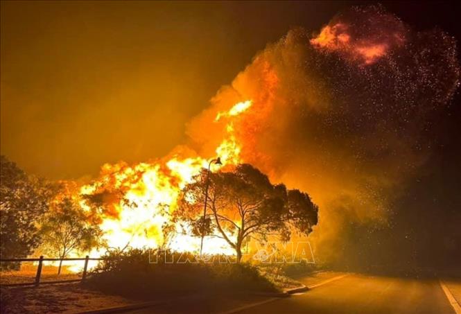 Nguy cơ cao xảy ra cháy rừng ở bang New South Wales (Australia) do sóng nhiệt