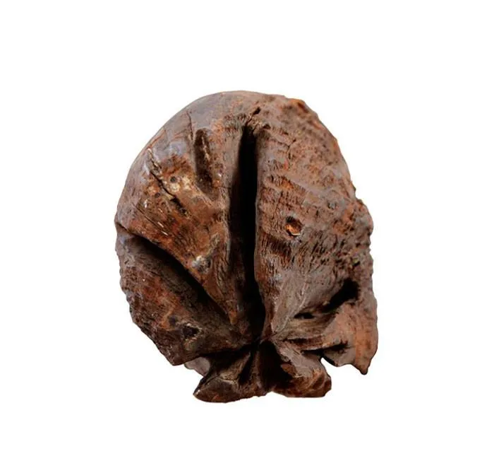 Phần chân mộc bài Đa Bối.
