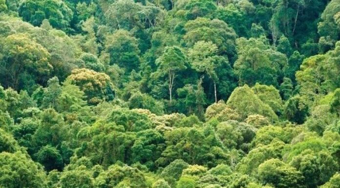 Quyết liệt để đạt Net Zero Quyết liệt để đạt Net Zero