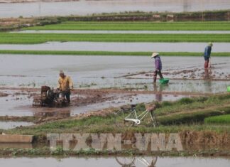 Thái Bình: Từ miền 'quê lúa' đến điểm sáng phát triển của vùng Đồng bằng Bắc Bộ