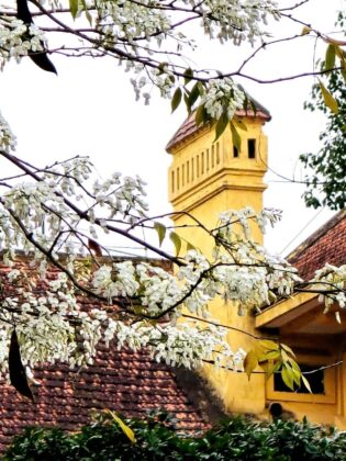 C&acirc;y sưa được trồng nhiều tr&ecirc;n c&aacute;c phố Phan Đ&igrave;nh Ph&ugrave;ng, Ho&agrave;ng Hoa Th&aacute;m, Phan Chu Trinh, Giảng V&otilde;, đường Thanh Ni&ecirc;n...