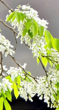 Hoa sưa mang vẻ đẹp trong s&aacute;ng với n&eacute;t quyến rũ rất ri&ecirc;ng, nhiều du kh&aacute;ch đ&atilde; "phải l&ograve;ng" với hoa sưa đ&atilde; khẳng định: Sẽ chẳng ở đ&acirc;u bạn bắt gặp được một m&ugrave;a hoa sưa đẹp như ở H&agrave; Nội.
