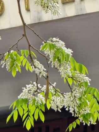 Th&aacute;ng Ba về trong c&aacute;i se lạnh bất chợt cuối m&ugrave;a, mang theo sắc trắng tinh khiết của hoa sưa len lỏi khắp phố phường, khiến ai ngang qua cũng bất gi&aacute;c ngẩn ngơ.