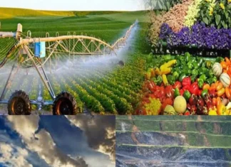Quy định chức năng, nhiệm vụ, quyền hạn và cơ cấu tổ chức của Bộ Nông nghiệp và Môi trường Quy định chức năng, nhiệm vụ, quyền hạn và cơ cấu tổ chức của Bộ Nông nghiệp và Môi trường