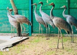 Đồng Tháp: Tiếp nhận 6 cá thể sếu đầu đỏ đầu tiên từ Thái Lan Đồng Tháp: Tiếp nhận 6 cá thể sếu đầu đỏ đầu tiên từ Thái Lan