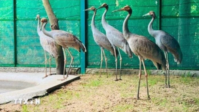 Đồng Tháp: Tiếp nhận 6 cá thể sếu đầu đỏ đầu tiên từ Thái Lan Đồng Tháp: Tiếp nhận 6 cá thể sếu đầu đỏ đầu tiên từ Thái Lan