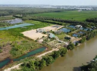 6 cá thể sếu đầu đỏ đầu tiên từ Thái Lan về Việt Nam 6 cá thể sếu đầu đỏ đầu tiên từ Thái Lan về Việt Nam