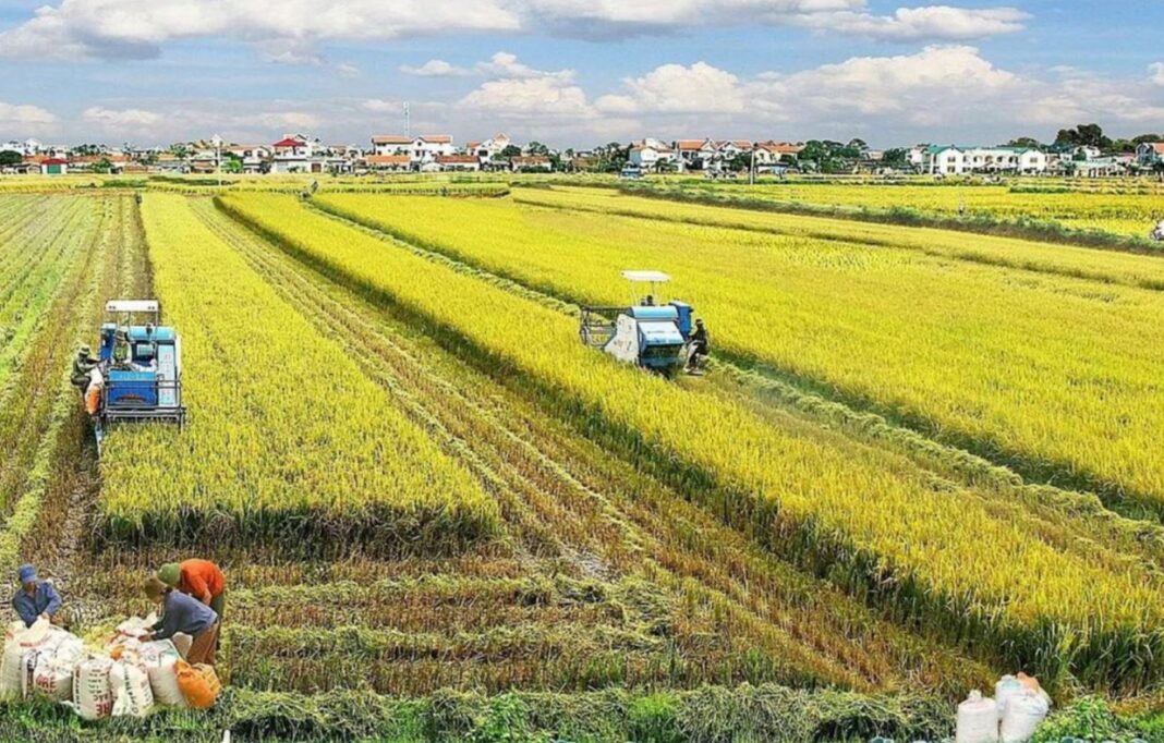 Nhân rộng đề án 1 triệu ha lúa chất lượng cao Nhân rộng đề án 1 triệu ha lúa chất lượng cao