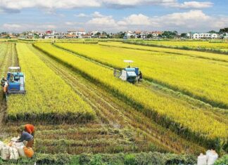 Nhân rộng đề án 1 triệu ha lúa chất lượng cao Nhân rộng đề án 1 triệu ha lúa chất lượng cao