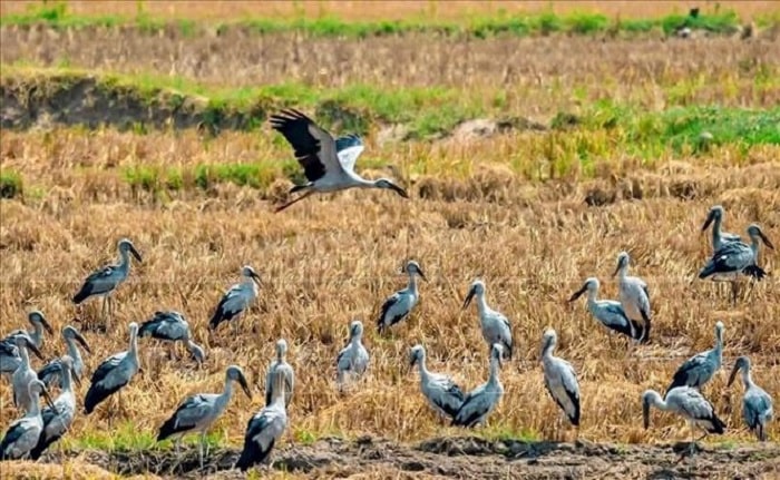 Bảo vệ đàn Cò Ốc quý hiếm xuất hiện tại Gia Lai