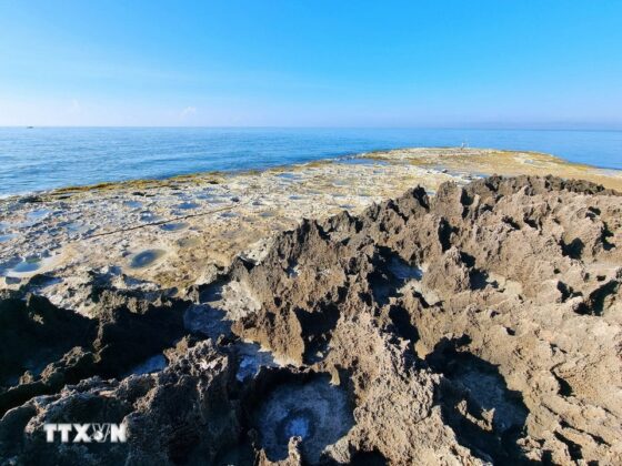 Rạn san h&ocirc; h&oacute;a thạch ở H&ograve;n Đỏ, x&atilde; Thanh Hải (Ninh Hải, Ninh Thuận). (Ảnh: Nguyễn Th&agrave;nh/TTXVN)