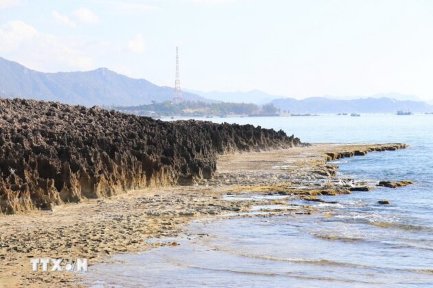 Rạn san h&ocirc; h&oacute;a thạch ở H&ograve;n Đỏ, x&atilde; Thanh Hải (Ninh Hải, Ninh Thuận) trải qua qu&aacute; tr&igrave;nh biến đổi địa chất nh&ocirc; l&ecirc;n khỏi mặt nước. (Ảnh: Nguyễn Th&agrave;nh/TTXVN)