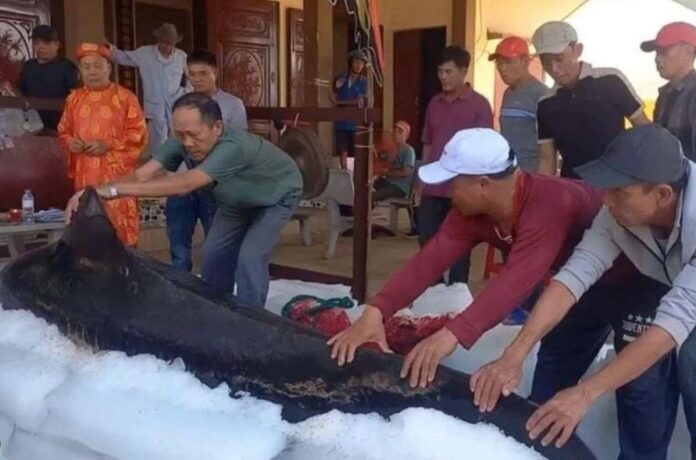 Quảng Ngãi: Cá ông liên tục dạt vào bờ chết, người dân làm lễ an táng theo tín ngưỡng