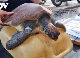 Giải cứu cá thể rùa biển quý hiếm trên vùng biển đảo Lý Sơn Giải cứu cá thể rùa biển quý hiếm trên vùng biển đảo Lý Sơn