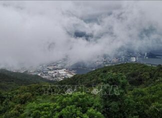 Rừng trong lòng phố [Bài 1]: Bảo tàng sinh thái sống