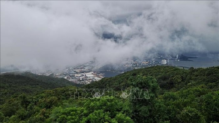 Rừng trong lòng phố [Bài 1]: Bảo tàng sinh thái sống