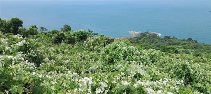 Khu bảo tồn thiên nhiên Sơn Trà, lá phổi xanh giữ “nhịp thở” cho thành phố Đà Nẵng.