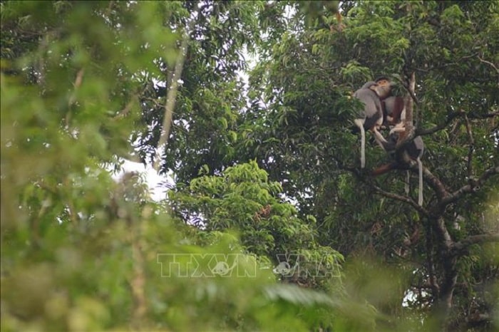 Khu bảo tồn thiên nhiên Sơn Trà là nơi đàn voọc chà vá chân nâu trú ngụ.