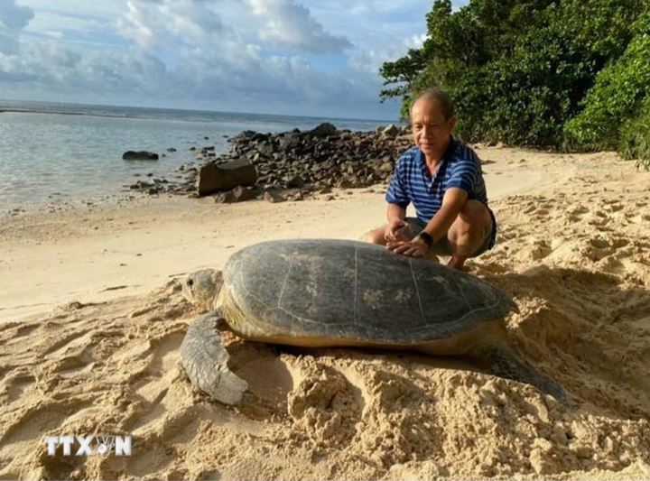 Côn Đảo bảo tồn rùa biển, phát triển du lịch sinh thái