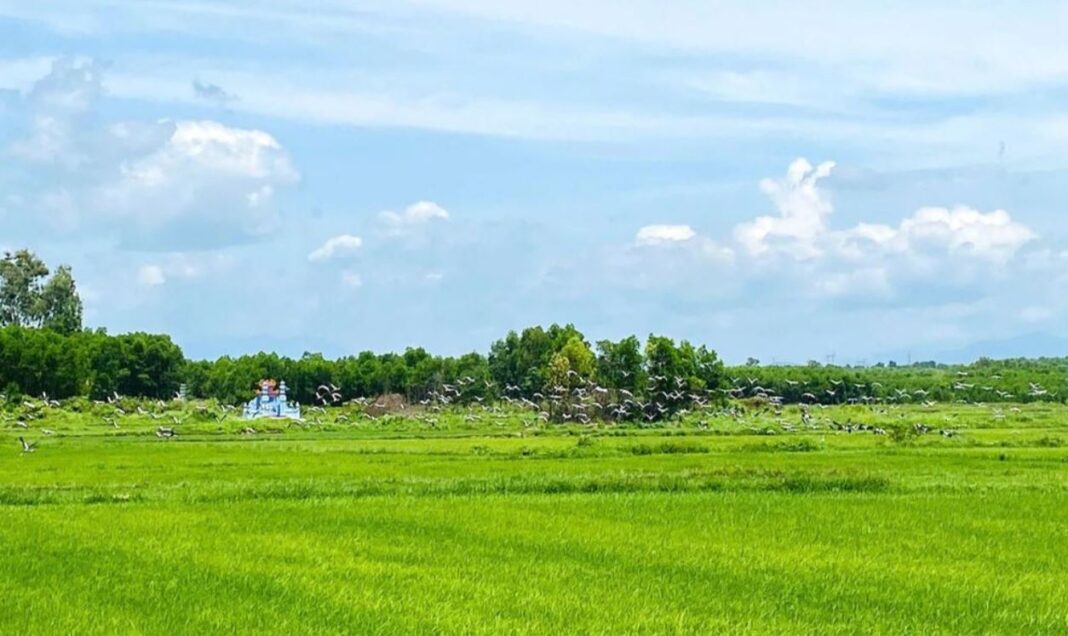 Xuất hiện đàn cò ốc quí hiếm số lượng lớn tại xã Hiếu Giang Xuất hiện đàn cò ốc quí hiếm số lượng lớn tại xã Hiếu Giang