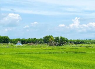 Xuất hiện đàn cò ốc quí hiếm số lượng lớn tại xã Hiếu Giang Xuất hiện đàn cò ốc quí hiếm số lượng lớn tại xã Hiếu Giang