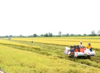 Đề án 1 triệu ha lúa chất lượng cao: Cơ hội tăng thu nhập cho nông dân miền Tây