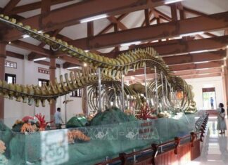 Hai bộ 'ngọc cốt' cá Ông ở Lý Sơn vừa được Trao bằng xác lập Kỷ lục lớn nhất Việt Nam