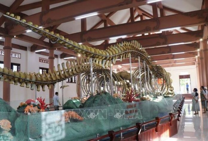 Hai bộ 'ngọc cốt' cá Ông ở Lý Sơn vừa được Trao bằng xác lập Kỷ lục lớn nhất Việt Nam Hai bộ 'ngọc cốt' cá Ông ở Lý Sơn vừa được Trao bằng xác lập Kỷ lục lớn nhất Việt Nam